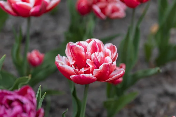 Rote Tulpen Mit Weißem Streifen Park Detailansicht — Stockfoto