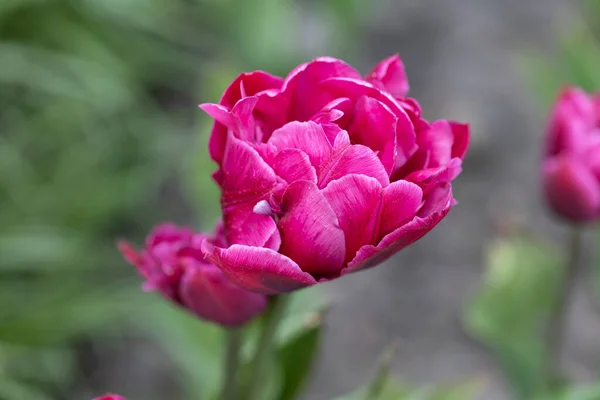 Tulipani Viola Nell Aiuola Vista Dettagliata — Foto Stock