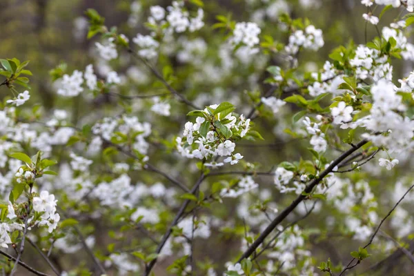 White flowers of bird cherry tree in spring.