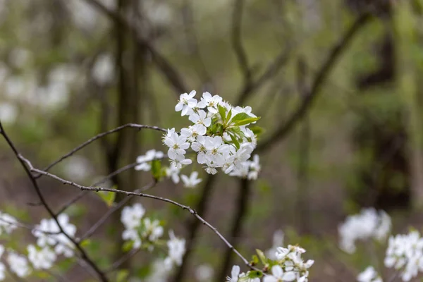 White flowers of bird cherry tree in spring.