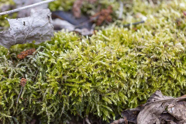 Groene Mos Het Voorjaarsbos Close — Stockfoto