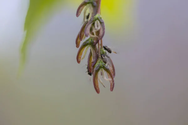 Voorjaarsbloemen Van Een Boom Gedetailleerde Weergave — Stockfoto