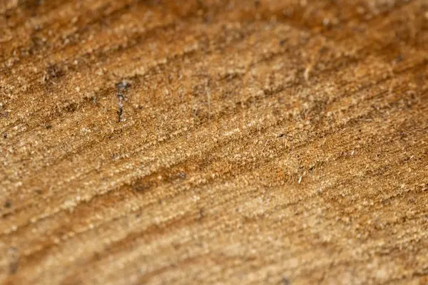 Zag Een Berkenboom Het Bos — Stockfoto