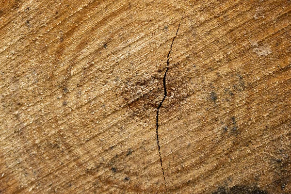 Sawed Birch Tree Forest — Stock Photo, Image