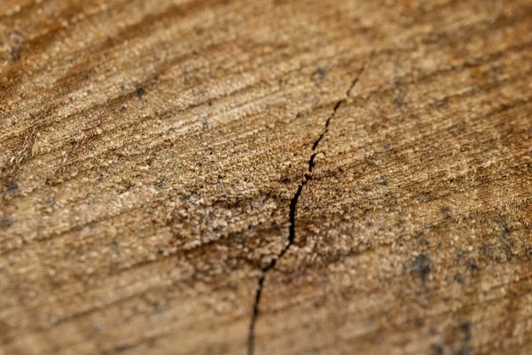 Zag Een Berkenboom Het Bos — Stockfoto