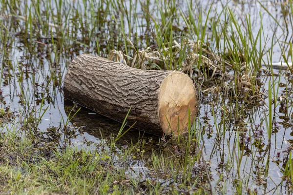 Sawn log in a forest lake.