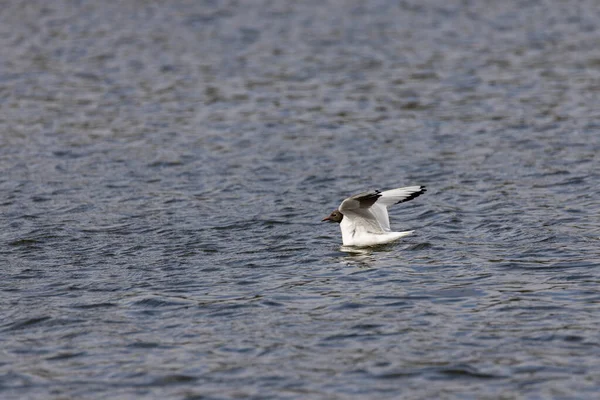 Riviermeeuw Zwemt Het Meer — Stockfoto