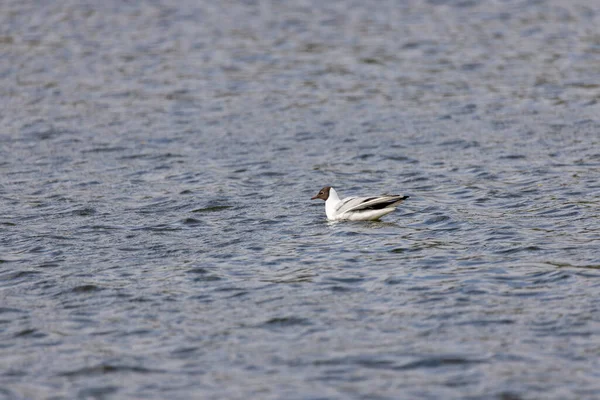River gull swims in the lake