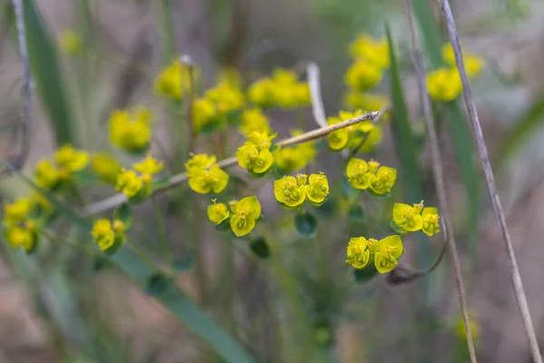 Sárga Erdei Virágok Tavasszal Részletes Nézet — Stock Fotó