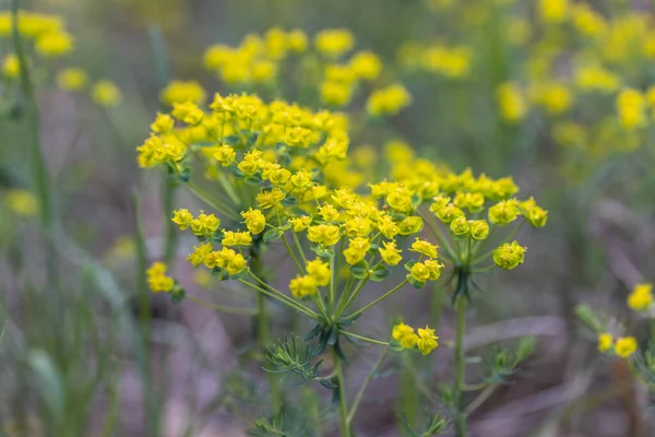 Gelbe Waldblumen Frühling Detailansicht — Stockfoto