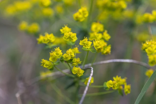 Gelbe Waldblumen Frühling Detailansicht — Stockfoto