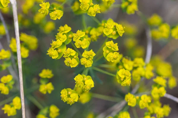 Gelbe Waldblumen Frühling Detailansicht — Stockfoto