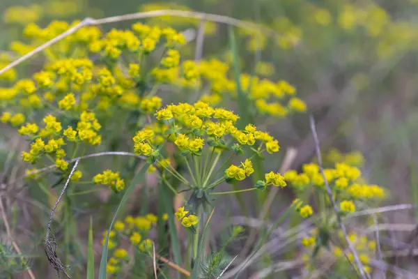 Gelbe Waldblumen Frühling Detailansicht — Stockfoto