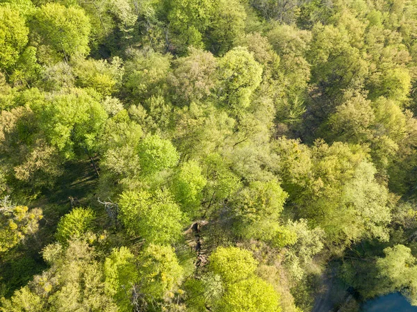 Aerial drone view. Deciduous forest in spring on a sunny day.