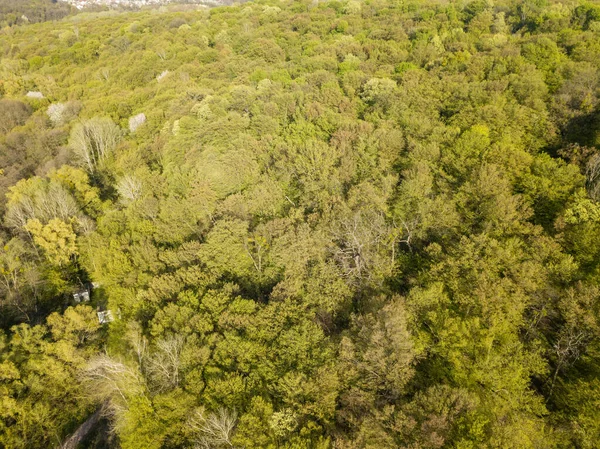 空中无人驾驶飞机视图 阳光明媚的春天落叶森林 — 图库照片