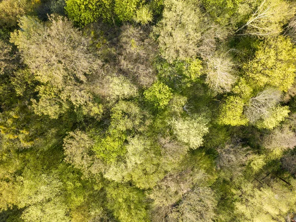 Flygdrönare Lövskog Våren Solig Dag — Stockfoto