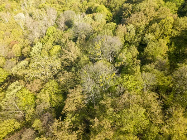 Flygdrönare Lövskog Våren Solig Dag — Stockfoto
