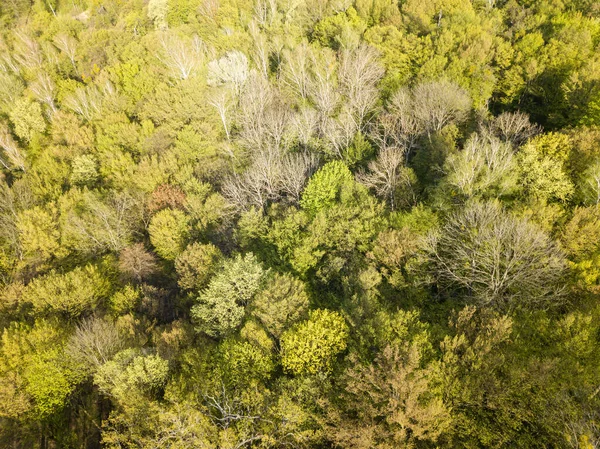 空中无人驾驶飞机视图 阳光明媚的春天落叶森林 — 图库照片