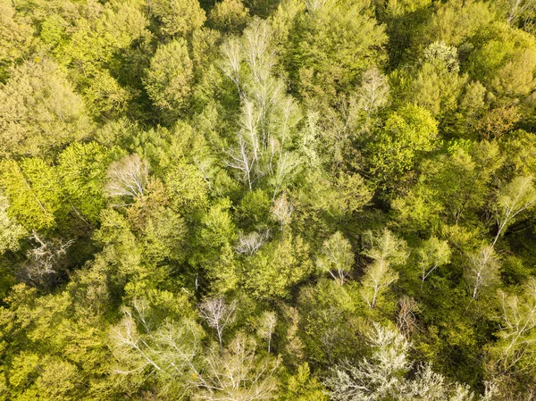 Flygdrönare Lövskog Våren Solig Dag — Stockfoto