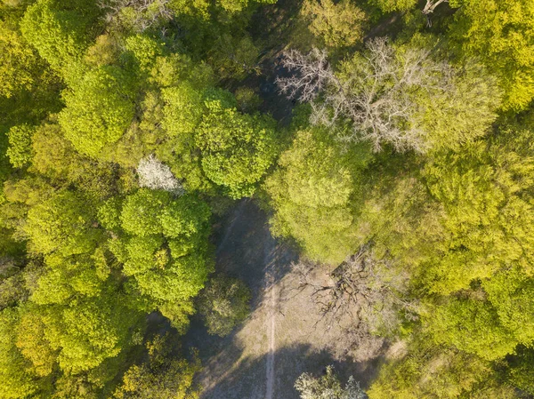 Dirt Path Clearing Deciduous Forest Spring Day Aerial Drone View — Stock Photo, Image