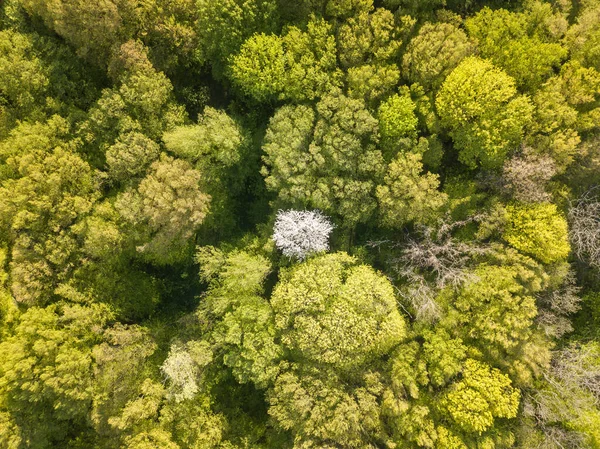 Kwitnące Jabłonie Lesie Liściastym Wiosną Słoneczny Dzień Widok Drona Powietrza — Zdjęcie stockowe