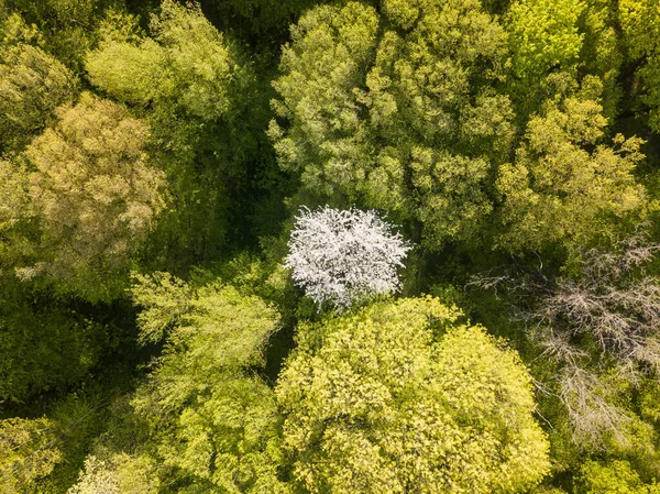 Kwitnące Jabłonie Lesie Liściastym Wiosną Słoneczny Dzień Widok Drona Powietrza — Zdjęcie stockowe
