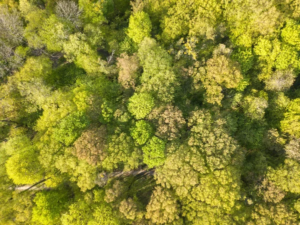 Flygdrönare Lövskog Våren Solig Dag — Stockfoto