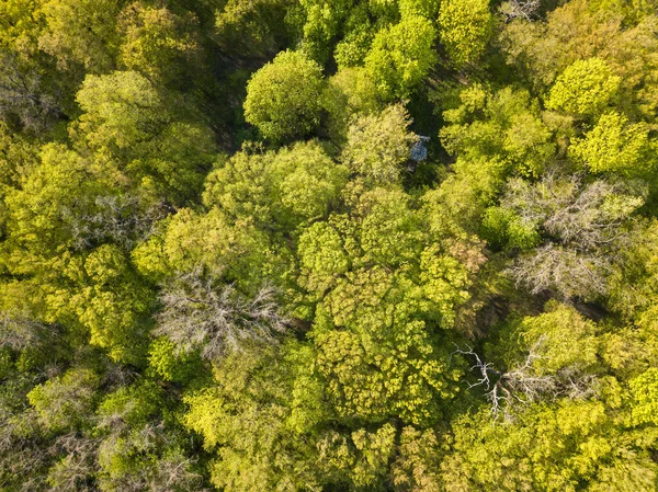 Flygdrönare Lövskog Våren Solig Dag — Stockfoto