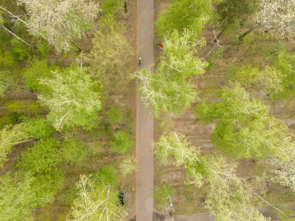 Wandelingen Het Park Tussen Bomen Een Lentedag Luchtdrone Zicht — Stockfoto