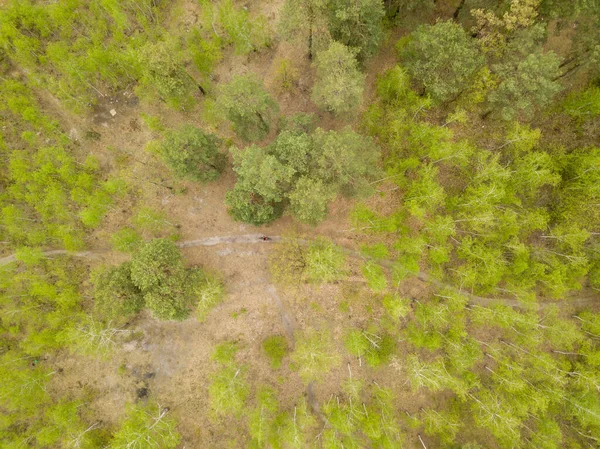 Κωνοφόρα Δάση Την Άνοιξη Αεροφωτογραφία Τηλεκατευθυνόμενου — Φωτογραφία Αρχείου