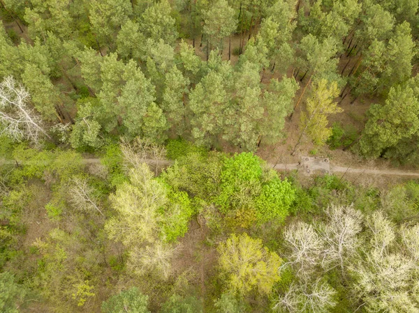 Grusgång Barrskog Bland Träden Vårdag — Stockfoto