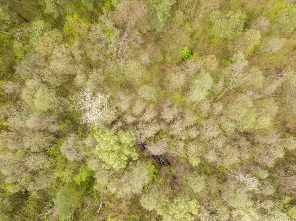 Floresta Coníferas Primavera Vista Aérea Drones — Fotografia de Stock