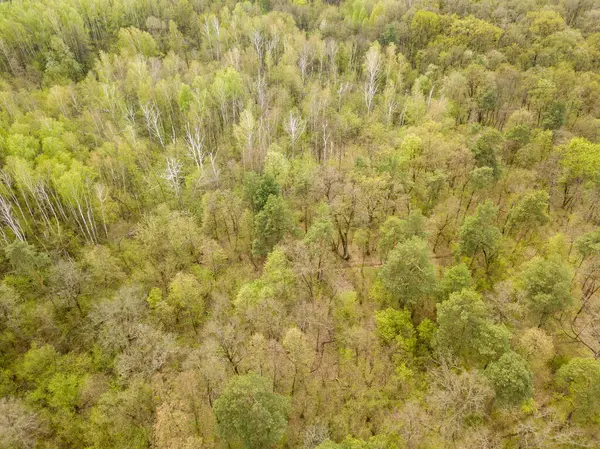 Floresta Coníferas Primavera Vista Aérea Drones — Fotografia de Stock
