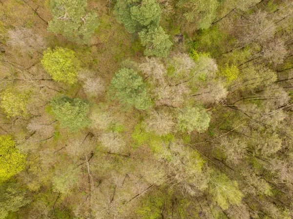 春天的针叶林 空中无人驾驶飞机视图 — 图库照片