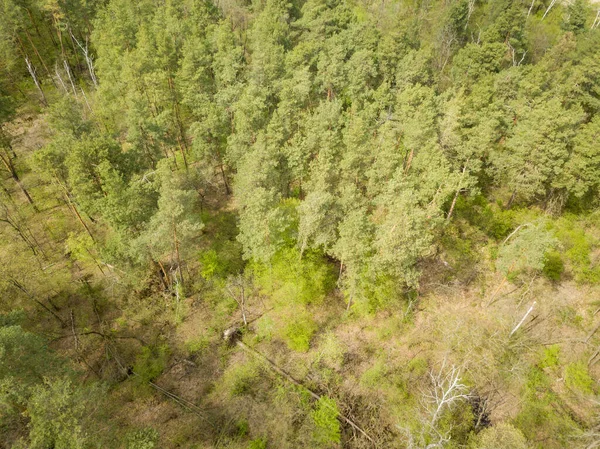 Jehličnatý Les Jaře Zobrazení Leteckých Dronů — Stock fotografie