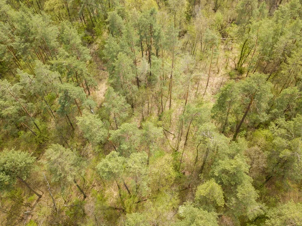 Jehličnatý Les Jaře Zobrazení Leteckých Dronů — Stock fotografie