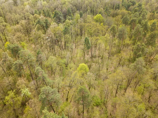 Coniferous Forest Spring Aerial Drone View — Stock Photo, Image