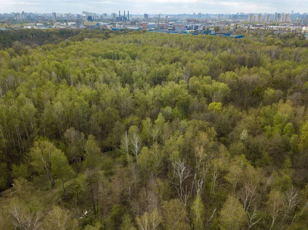Bosque Coníferas Primavera Vista Aérea Del Dron — Foto de Stock
