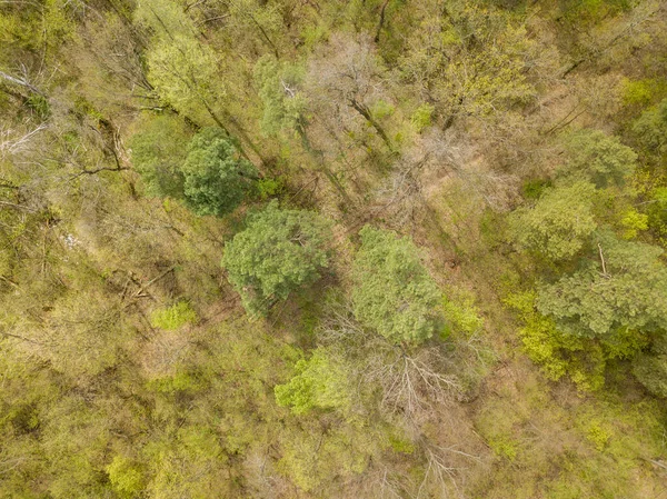 Barrskog Våren Flygdrönare — Stockfoto