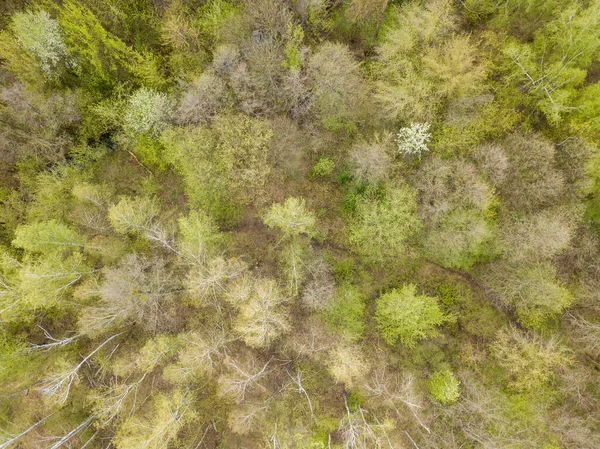 春天的针叶林 空中无人驾驶飞机视图 — 图库照片
