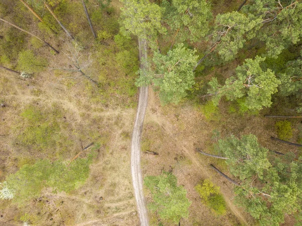 Camino Tierra Bosque Coníferas Entre Los Árboles Día Primavera —  Fotos de Stock