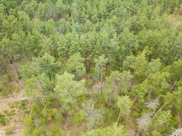 Floresta Coníferas Primavera Vista Aérea Drones — Fotografia de Stock