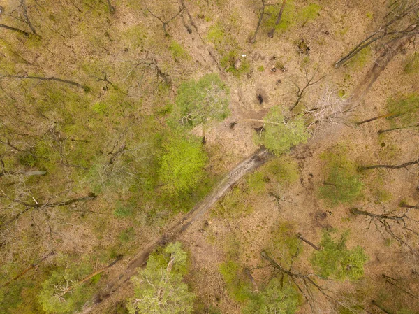 Floresta Coníferas Primavera Vista Aérea Drones — Fotografia de Stock