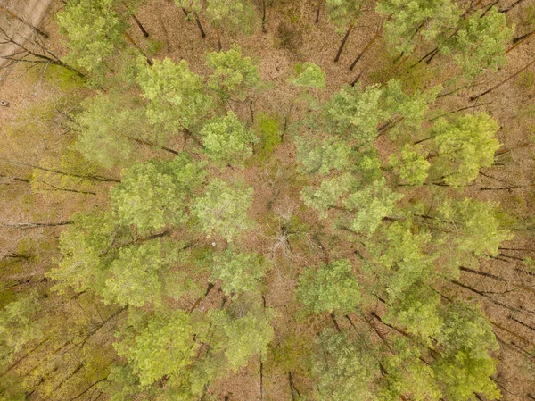 Πεύκα Στο Κωνοφόρο Δάσος Νωρίς Την Άνοιξη Αεροφωτογραφία Τηλεκατευθυνόμενου — Φωτογραφία Αρχείου