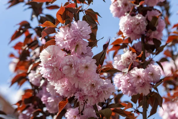 Flores Sakura Rosa Árbol Vista Detallada —  Fotos de Stock