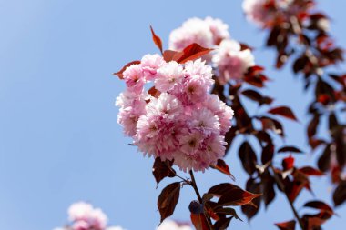 Ağaçtaki pembe sakura çiçekleri. Ayrıntılı görünüm.