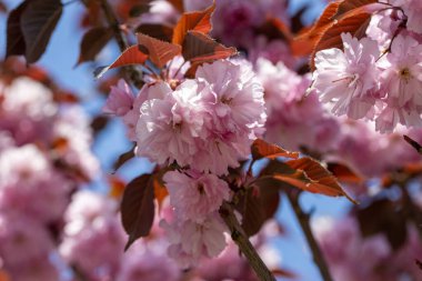Ağaçtaki pembe sakura çiçekleri. Ayrıntılı görünüm.