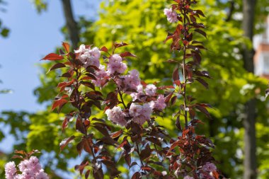 Ağaçtaki pembe sakura çiçekleri. Ayrıntılı görünüm.