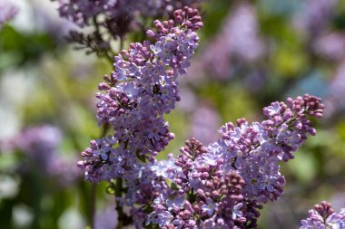 Mor leylak çiçekleri. Ayrıntılı görünüm.