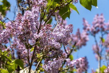 Mor leylak çiçekleri. Ayrıntılı görünüm.